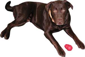 Winchester with kong