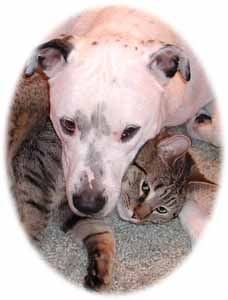 pit bull and cat snuggling