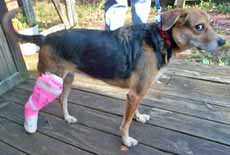 dog with leg in a cast