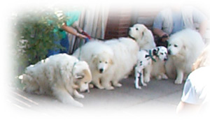 well-trained pyrs and dal