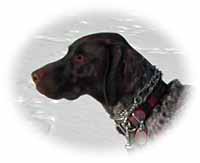 German shorthaired pointer wearing pinch collar