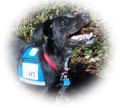 Lucky with Adopt Me vest