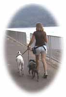 walking the dogs